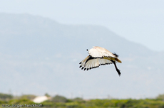 Molukkenibis (4 von 5).jpg